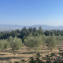Alessandro Tassinari - Anello Del Rinascimento (Italy)