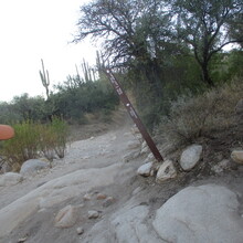 Marcy Beard - Catalina State Park All Trails (AZ)