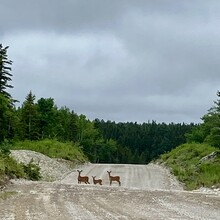 Patrick Plourde-Lavoie - TransAnticosti