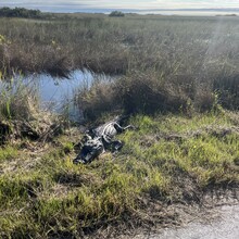 Nico de Vries - Shark Valley Everglades National Park Loop (FL)