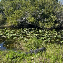 Nico de Vries - Shark Valley Everglades National Park Loop (FL)