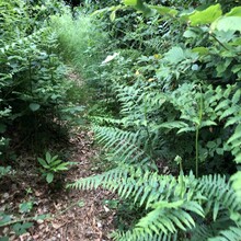 Wilfried Honoré - LA ROUTE DES CHIFFONNIERS (France)