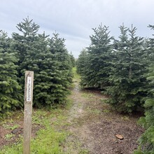 Ben Morris - Saffron Trail (United Kingdom)