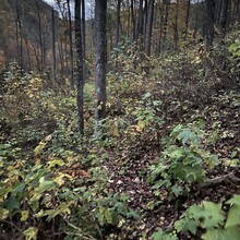 Curt Beveridge - Chuck Keiper Trail (PA)