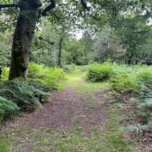 Tom Burslem - New Forest N-S (United Kingdom)