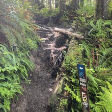 Jameson Collins - Oregon Coast Trail (OR)