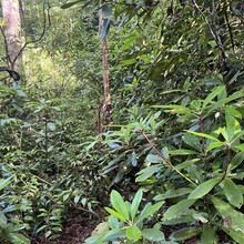 Kat Schuller - Chattooga River Trail to Fork Mountain to Foothills Trail Loop