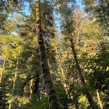 Jameson Collins - Oregon Coast Trail (OR)