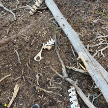 Candice Burt - Pine Creek Pentangle (CO)