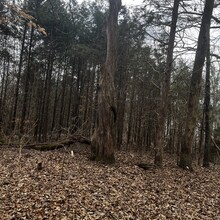 Greyson Gilbert - Lakeside Valley Loop, Tims Ford State Park (TN)