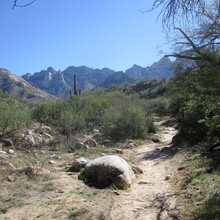 Marcy Beard - Catalina State Park All Trails (AZ)