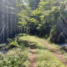 Allison Halperin - Corvallis-to-Sea-Trail (OR)