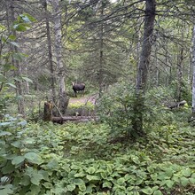 Kristen Monahan, Thomas Smith - Greenstone Ridge Trail (MI)