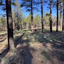 Carie Pigeon - Flagstaff AZT Loop (AZ)