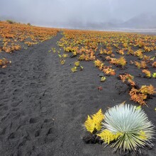 Marie VanZandt - Haleakala (HI)