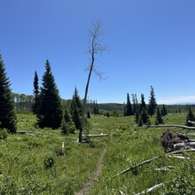 Courtney Clifton - Black Mountain Loop (CO)