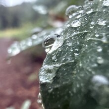 Nick Fowler - Pacific Crest Trail through OR (OR)