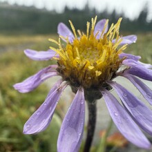 Nick Fowler - Pacific Crest Trail through OR (OR)