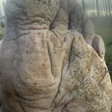 Nick Fowler - Pacific Crest Trail through OR (OR)