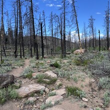 Harlan Grossman - Trans-RMNP Marathon