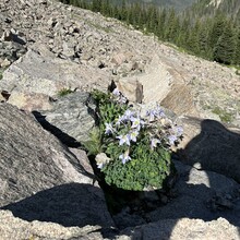 Harlan Grossman - Trans-RMNP Marathon