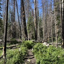 Harlan Grossman - Trans-RMNP Marathon