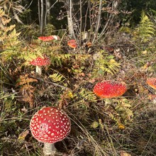 Helene Nilsson - Finnskogrunden (Norway)