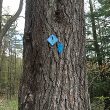 Marcy Cabanas - Pocumtuck Ridge Trail (MA)