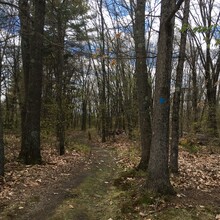Marcy Cabanas - Pocumtuck Ridge Trail (MA)