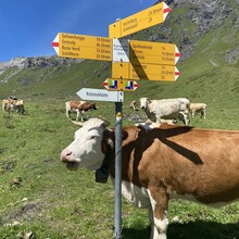 Tina van der Vyver - Via Alpina (Switzerland)