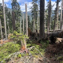 Elyse Fischer - White Pass to Pilot Ridge Loop (WA)