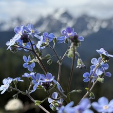Nick Fowler - Pacific Crest Trail (CA, OR, WA)