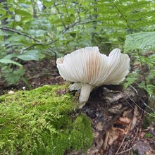 Cali Janulis - Catskill 9 (NY)