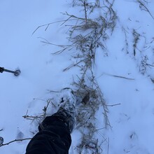 Joe Palisi - Cranberry Lake 50 (NY)