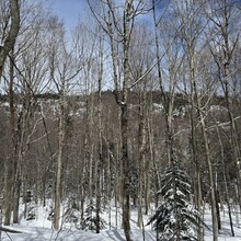 Joe Palisi - Cranberry Lake 50 (NY)
