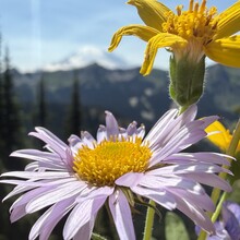 Nick Fowler - Pacific Crest Trail (CA, OR, WA)