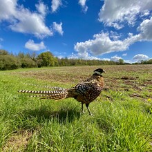 Francois Low - Winchcombe Way