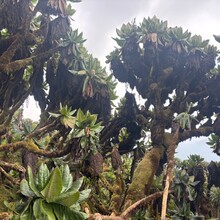 Callum Bayliss - Mount Karisimbi