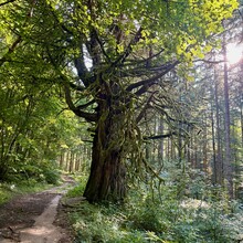Baptiste Paillot - GR 440 (France)