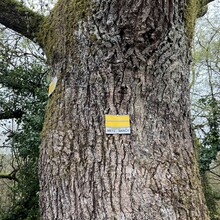 Henri Vanstraceele - Metz-Nancy (France)