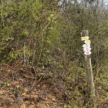 Henri Vanstraceele - Metz-Nancy (France)