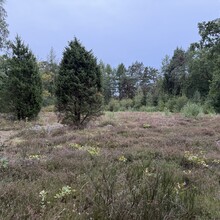 Manfred Siebert-Diering, Jens Pfaff - Heide Diplom - Komplett