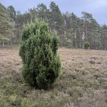 Manfred Siebert-Diering, Jens Pfaff - Heide Diplom - Komplett