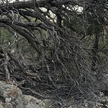 Jenny Lievois - Crest Trail #130 (Sandia Mtns, NM)