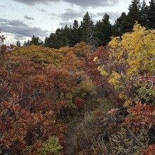 Jenny Lievois - Crest Trail #130 (Sandia Mtns, NM)