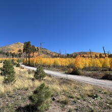 Brianna Grigsby - Escudilla Mountain