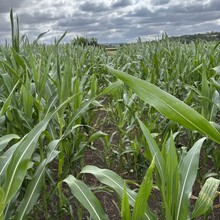 Melissa Fernandez (was Venables) - The Harry Green Way