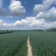 Karen Bennett - North Downs Way Loop