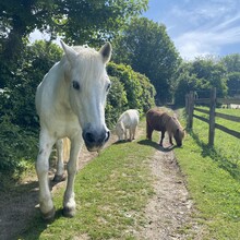 Karen Bennett - North Downs Way Loop