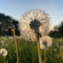 Karen Bennett - North Downs Way Loop
